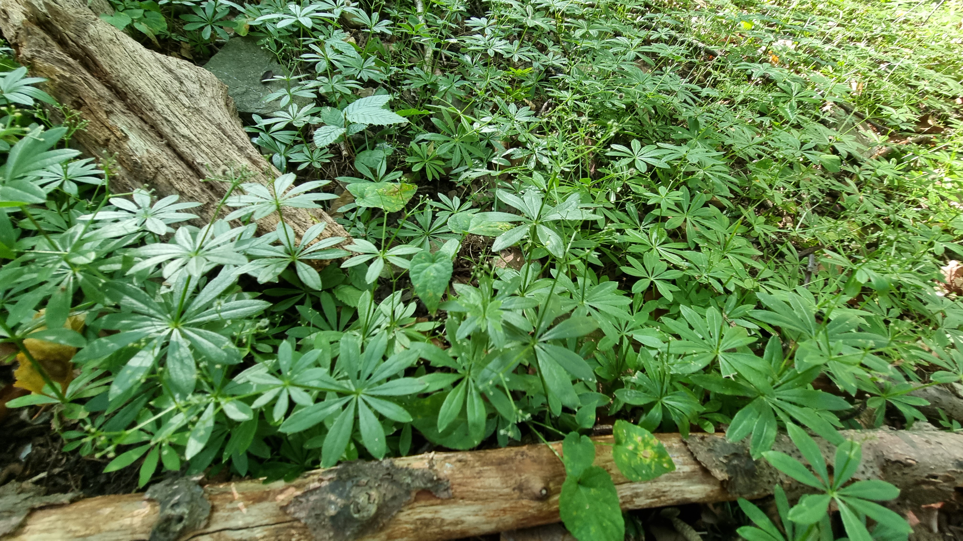 1111 Waldmeister 